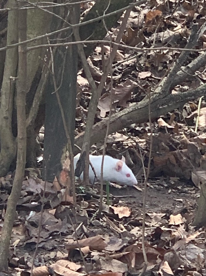 ratten
