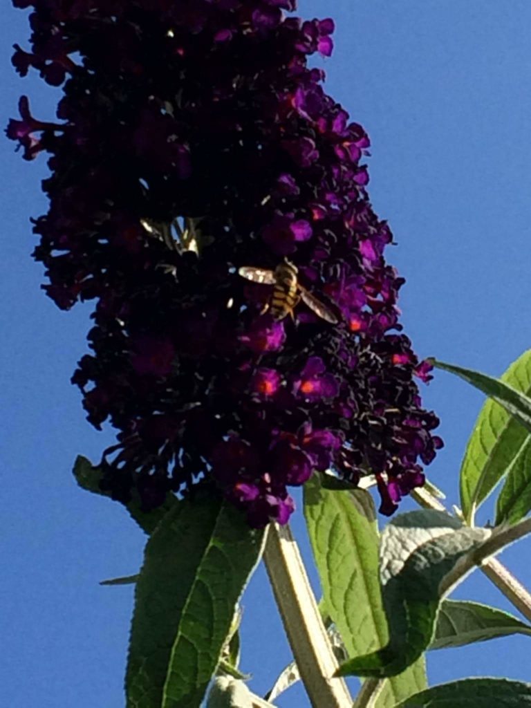 insekten