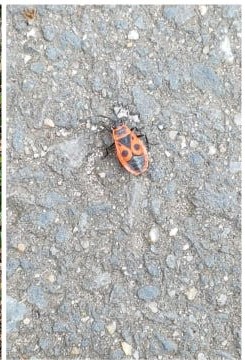 insekten