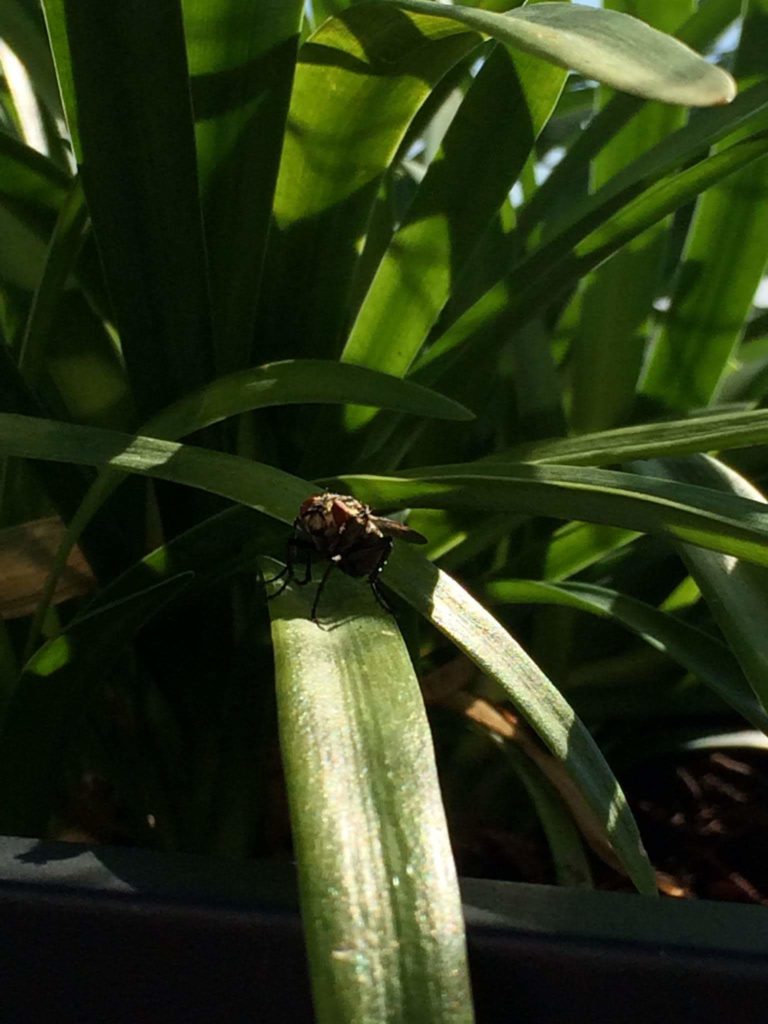insekten