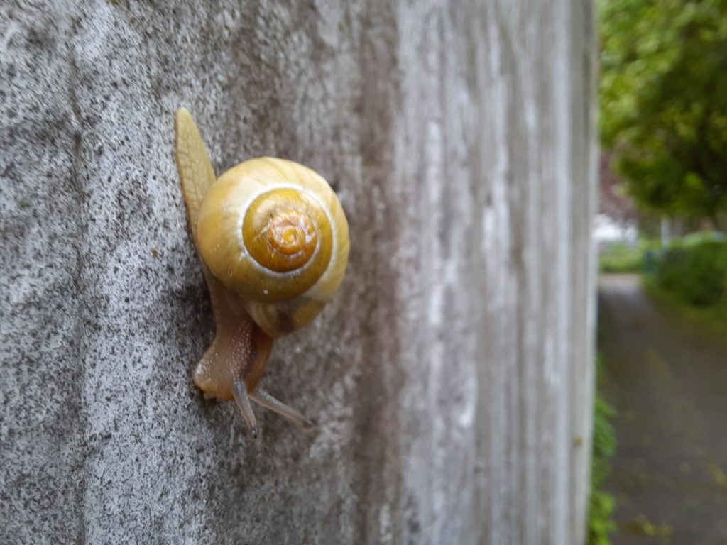 insekten