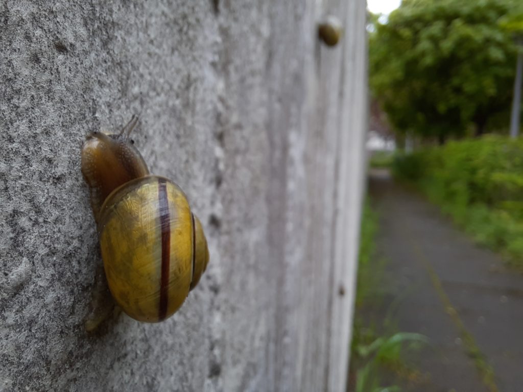 insekten