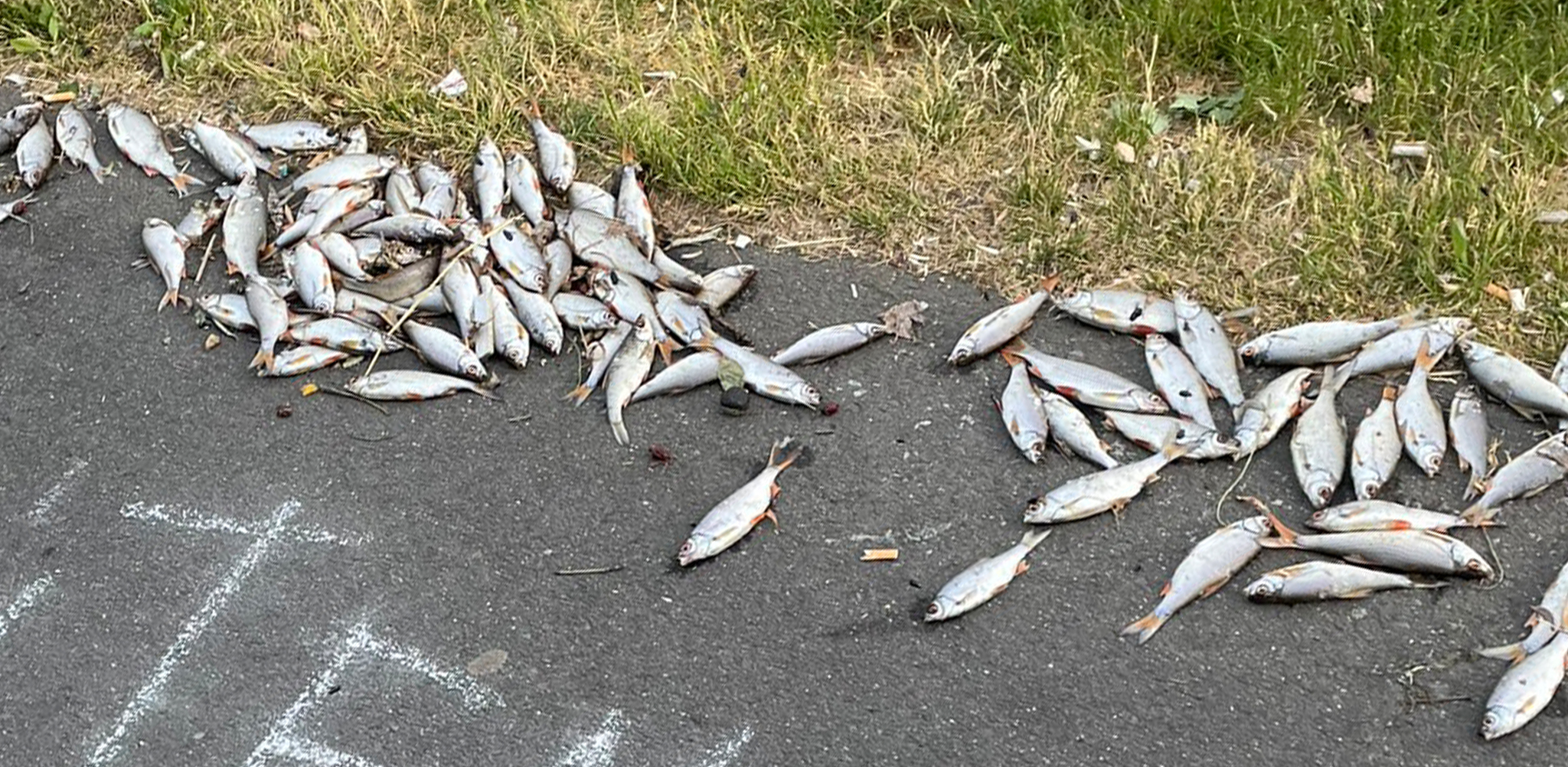 fischsterben