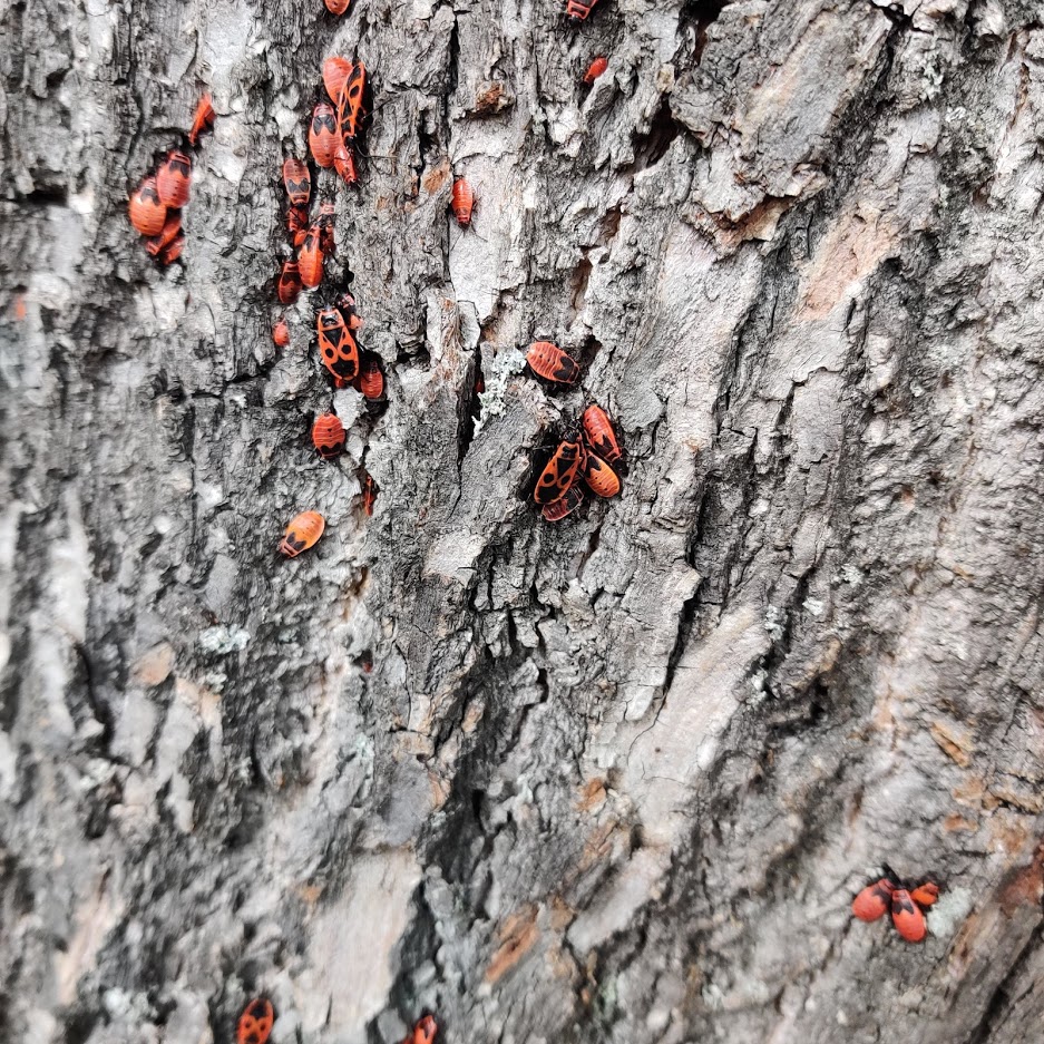 insekten