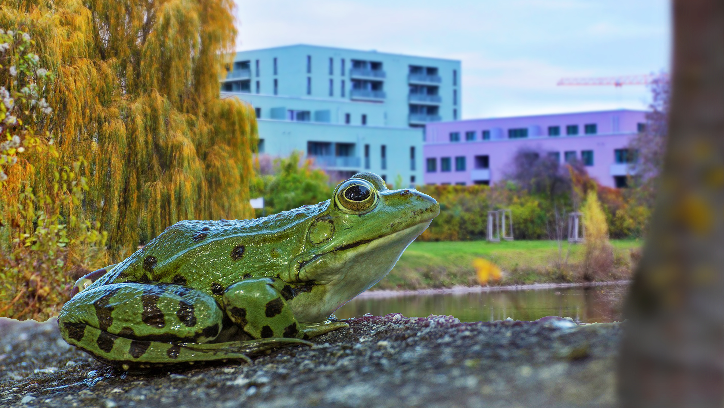 frosch
