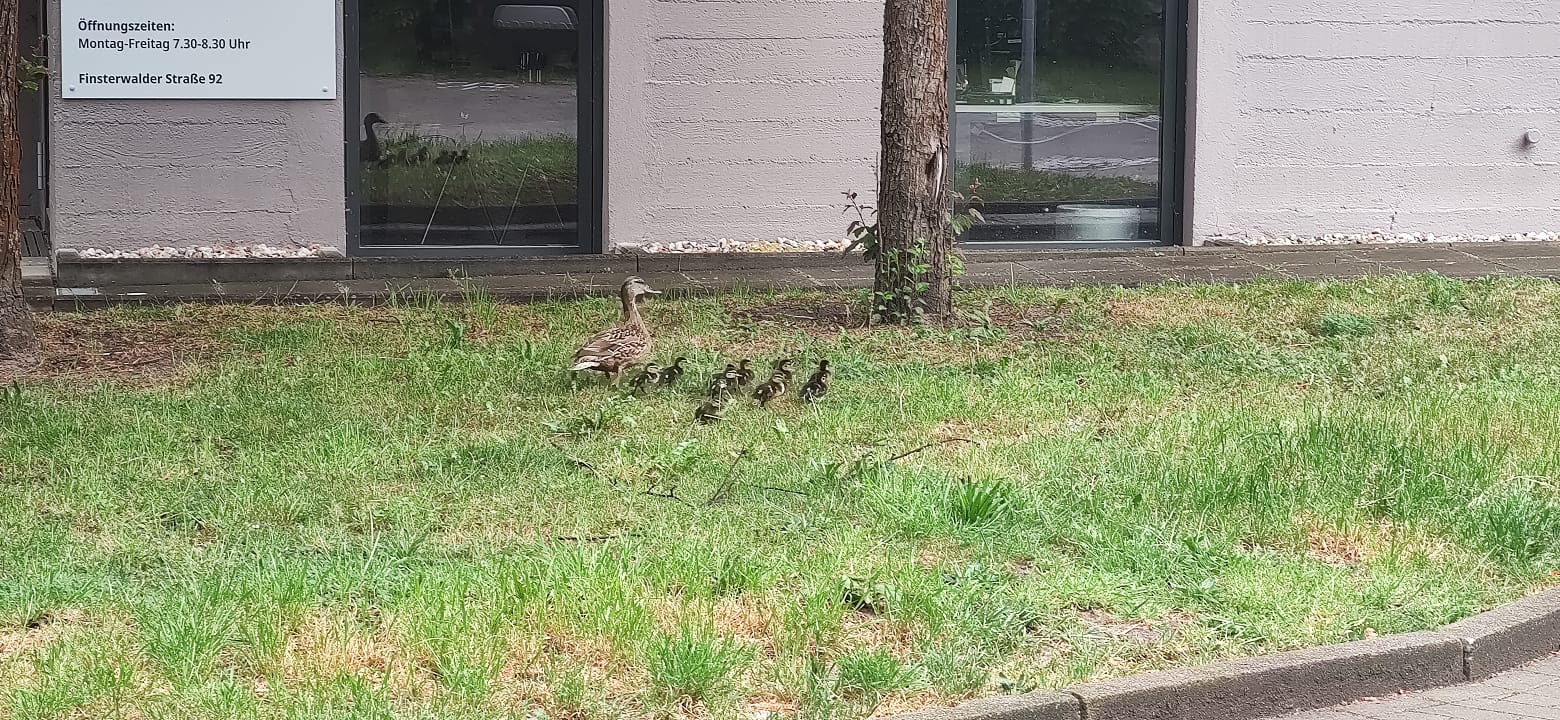 entenrettung