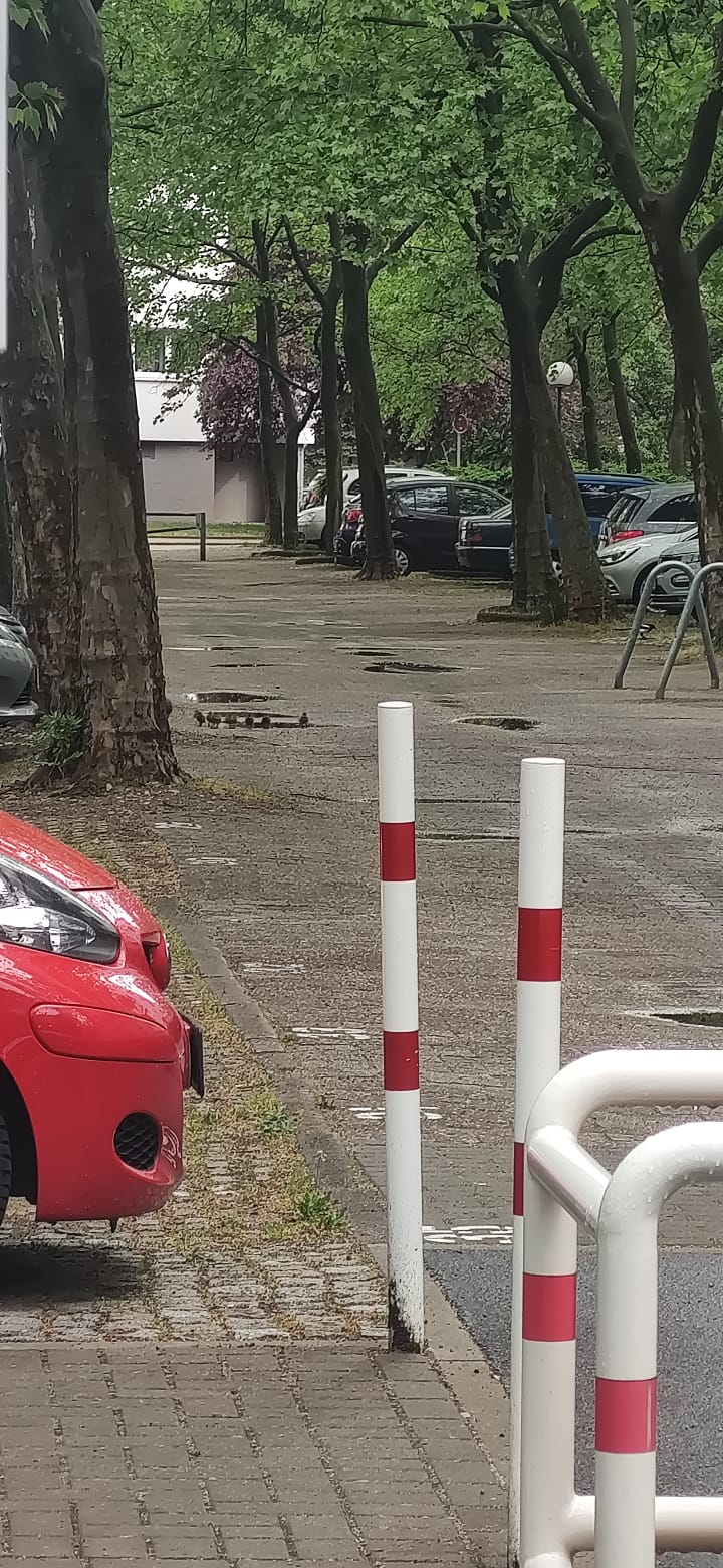 entenrettung