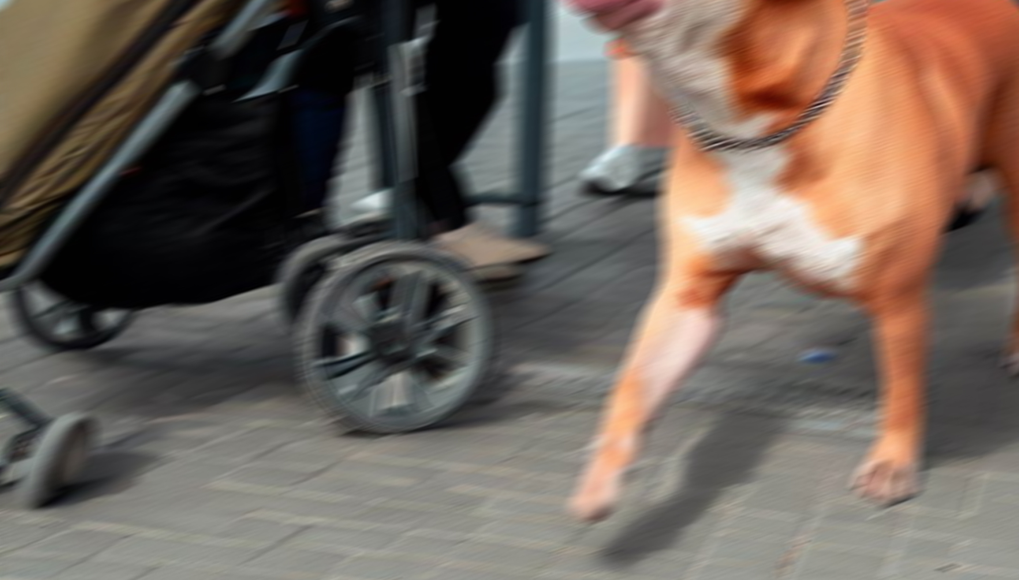 hund