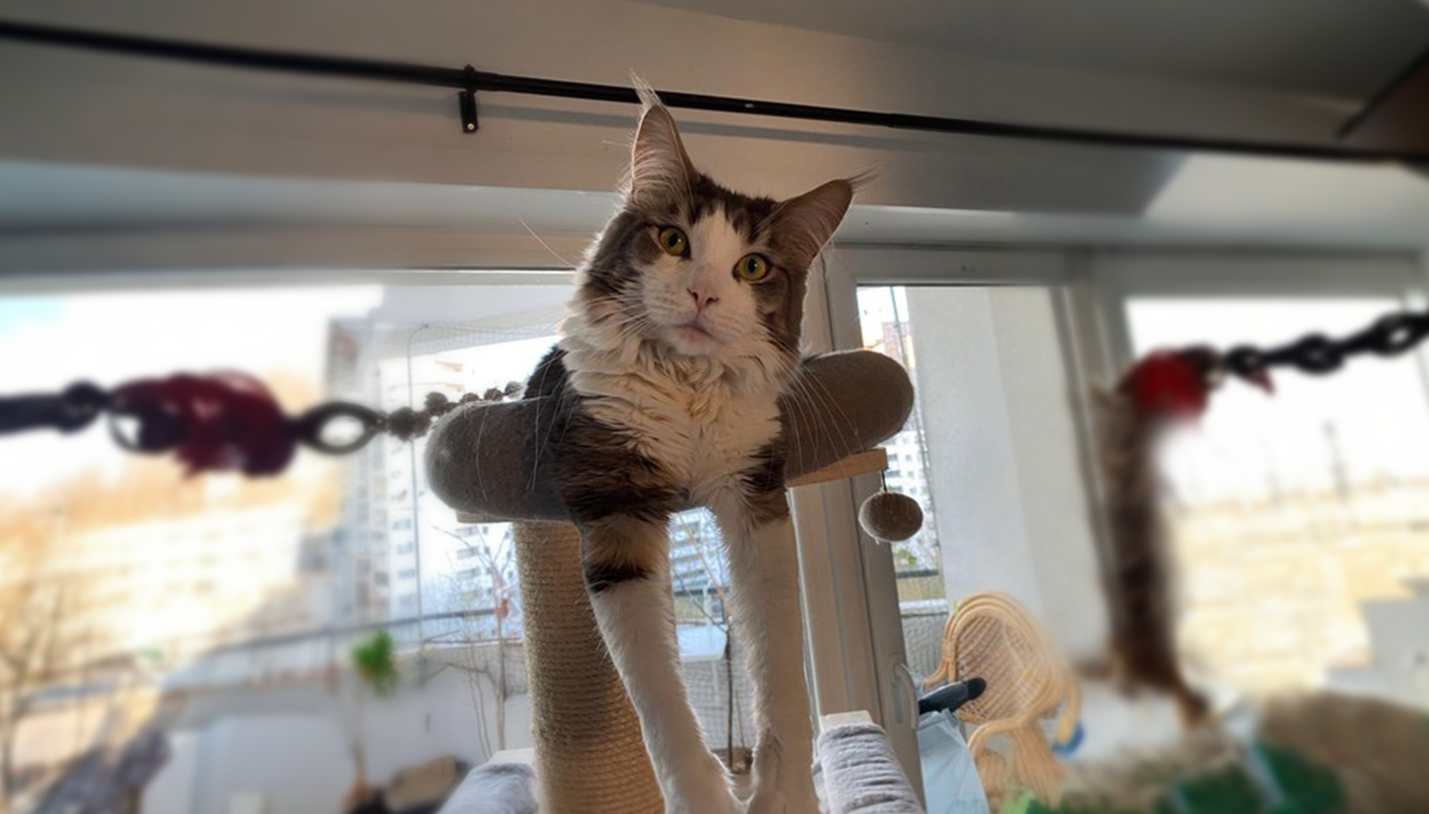 kater vermisst