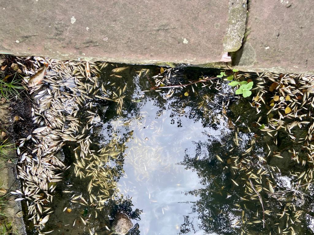 fischsterben
