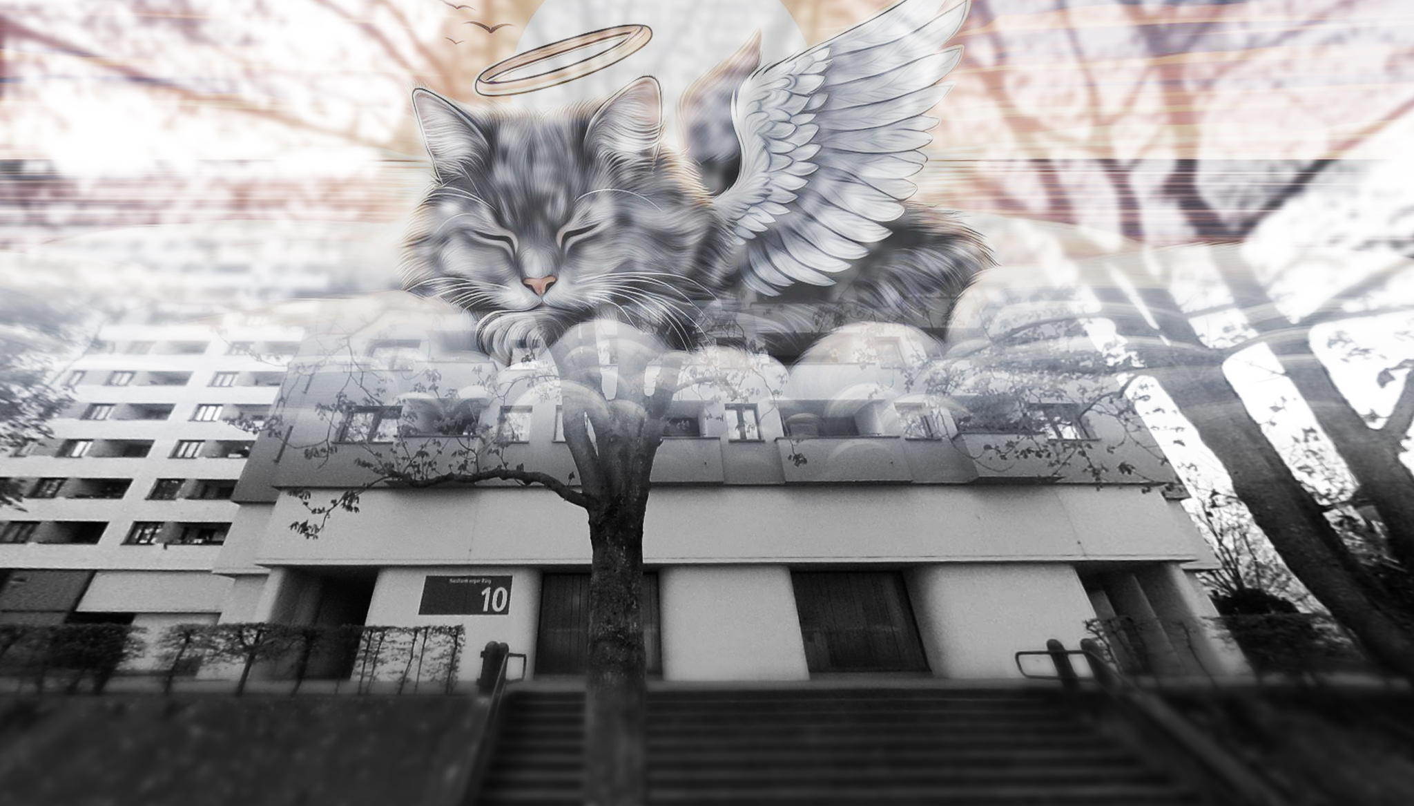 katze verstorben