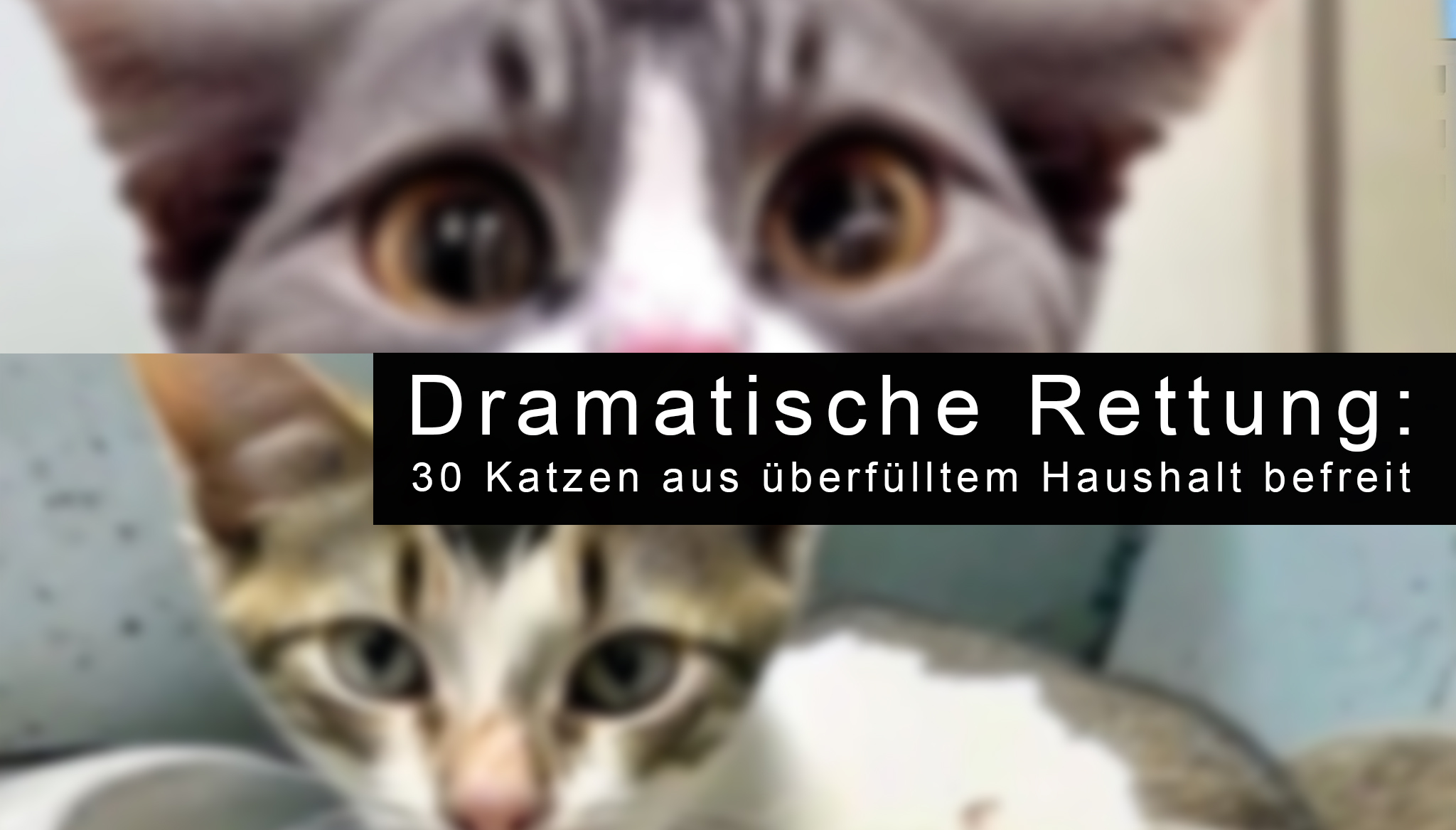 katzen
