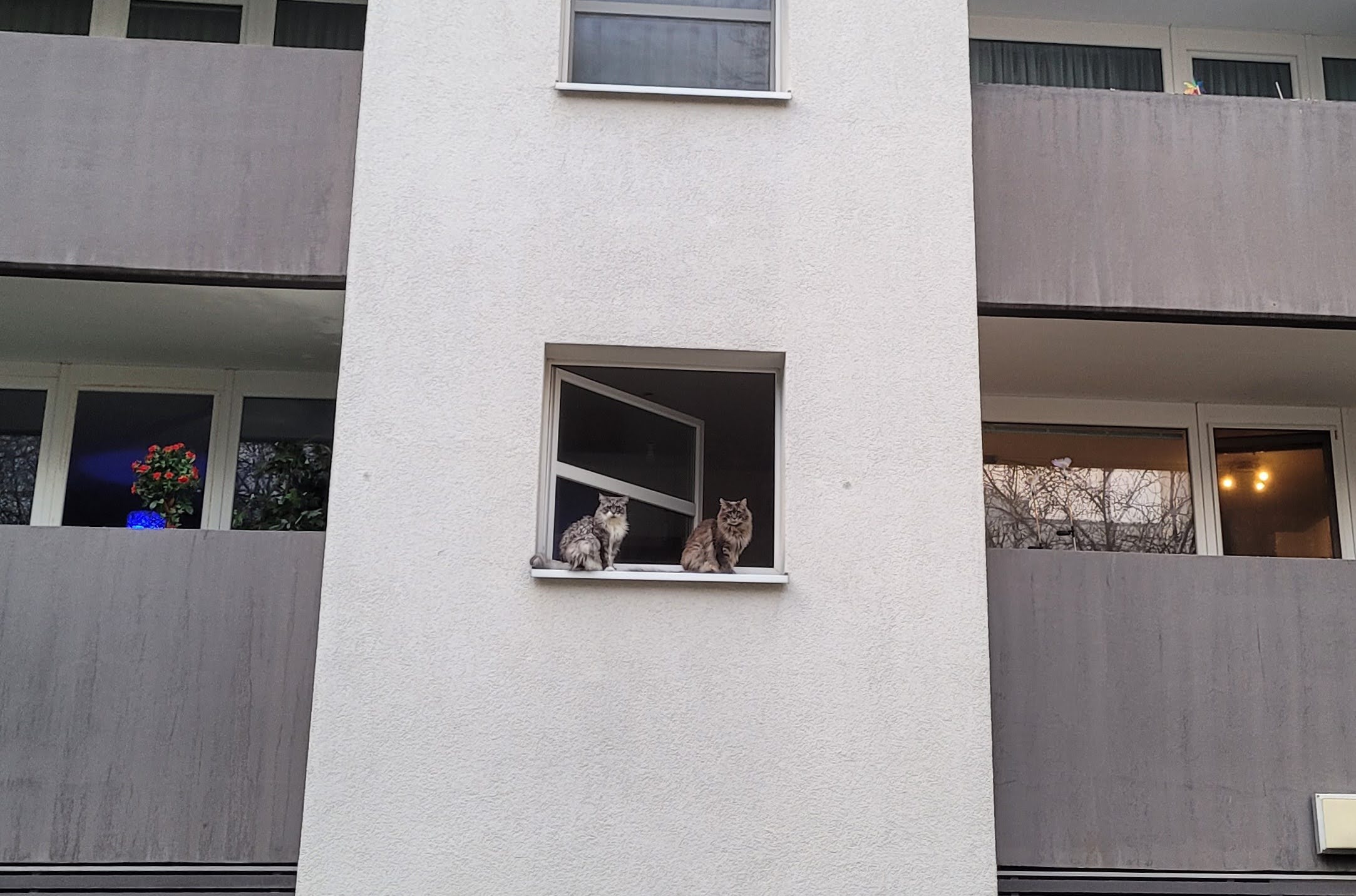 Katzen netze