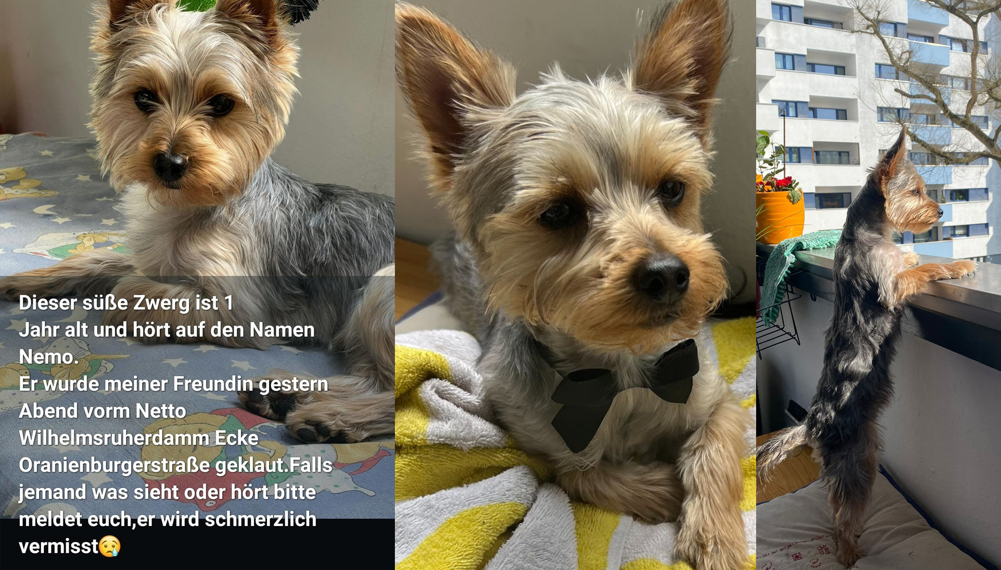hund gestohlen