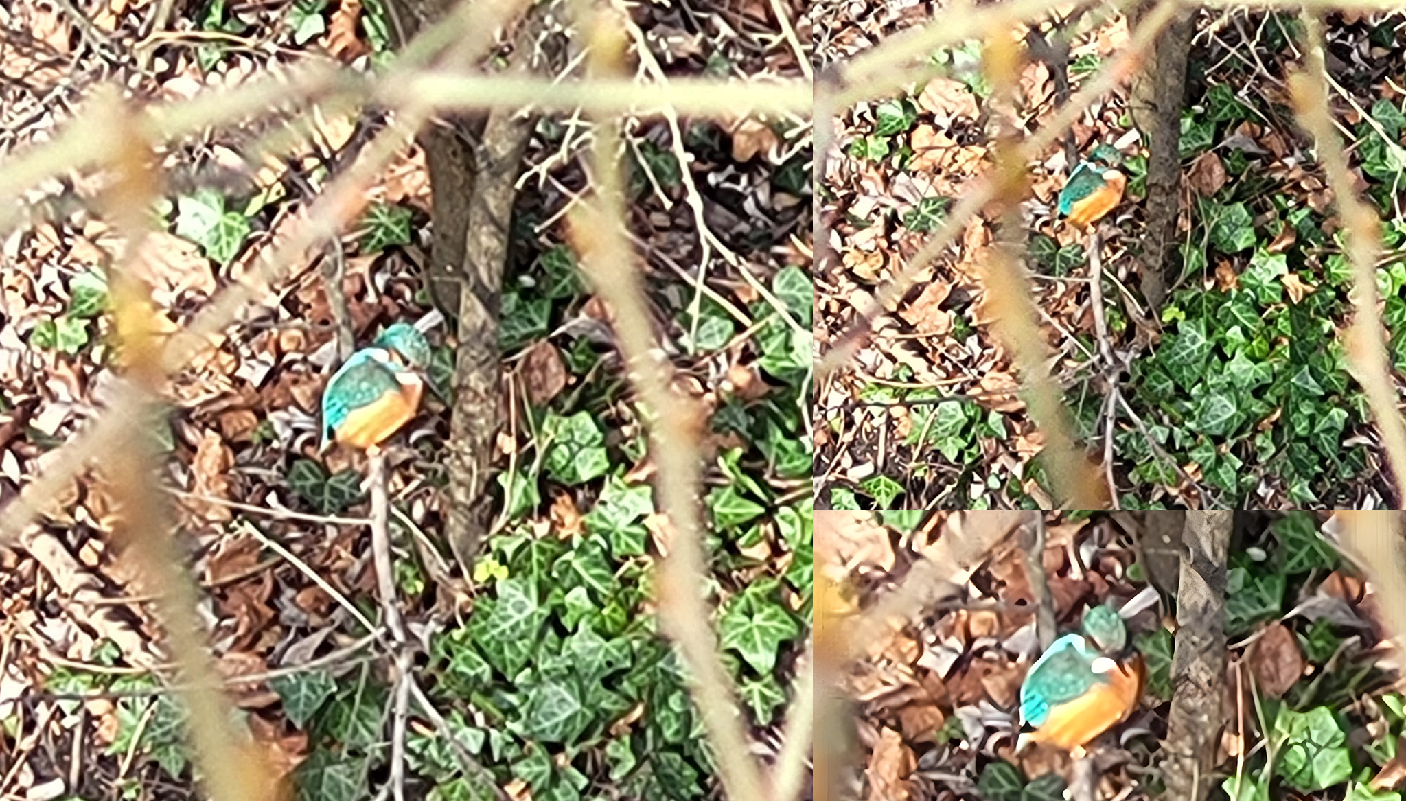 Beitragsgrafik-eisvogel eisvogel