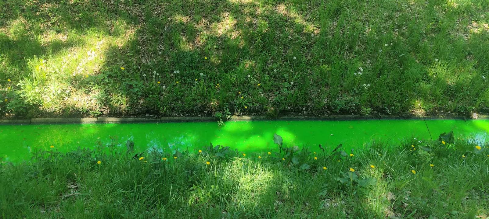 bach neon grün