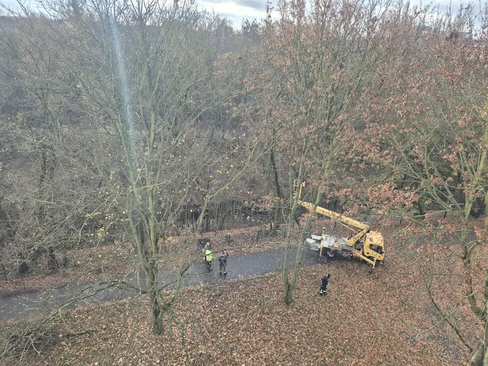 katze im baum
