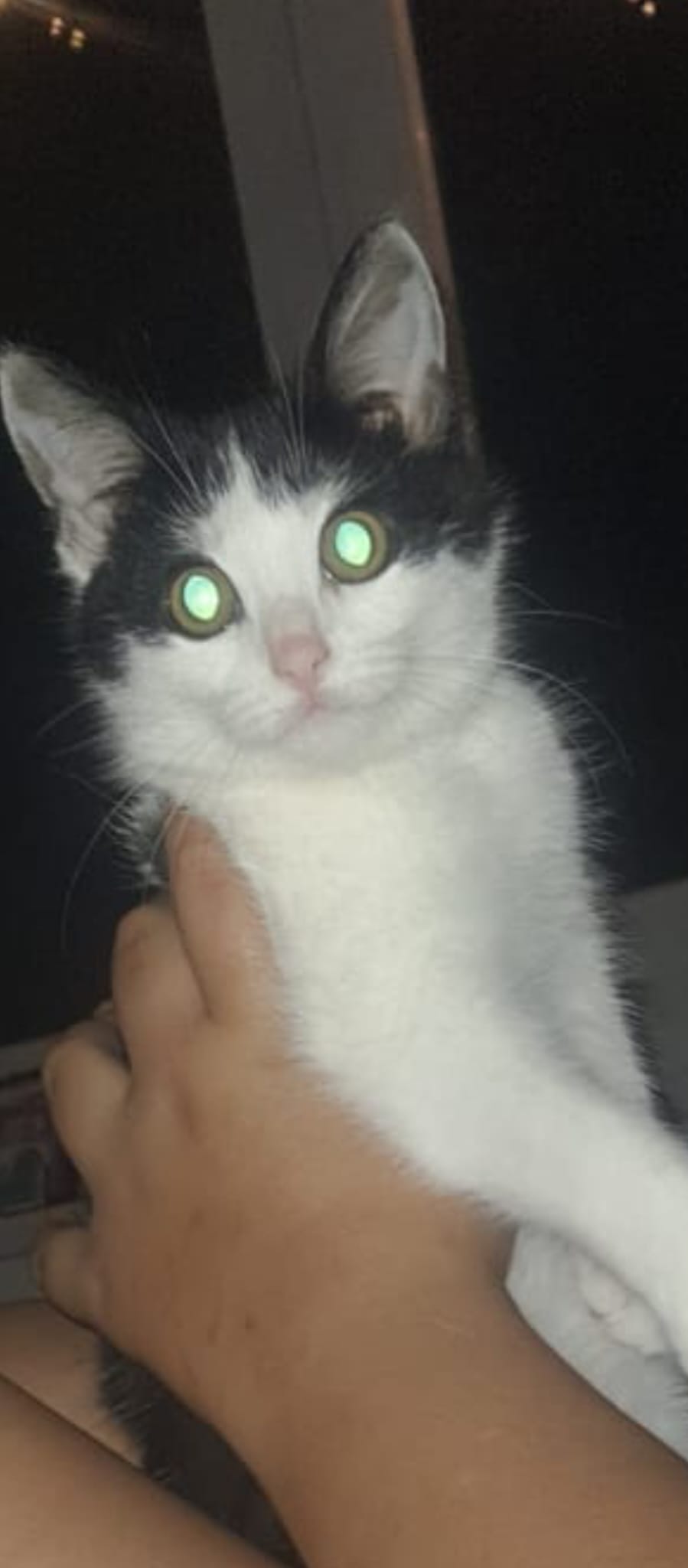 WhatsApp Image 2025-12-21 at 08.42.04 katze entlaufen