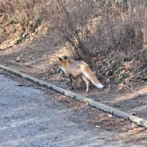 fuchs