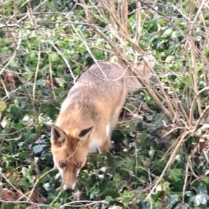 fuchs