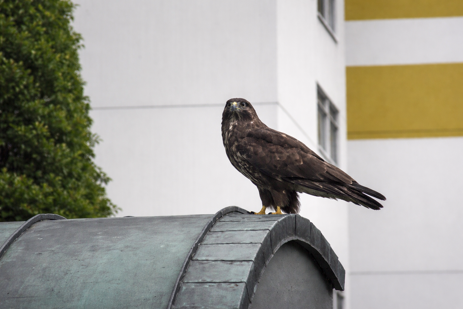 vögel