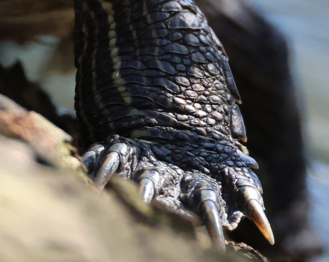 schildkröten