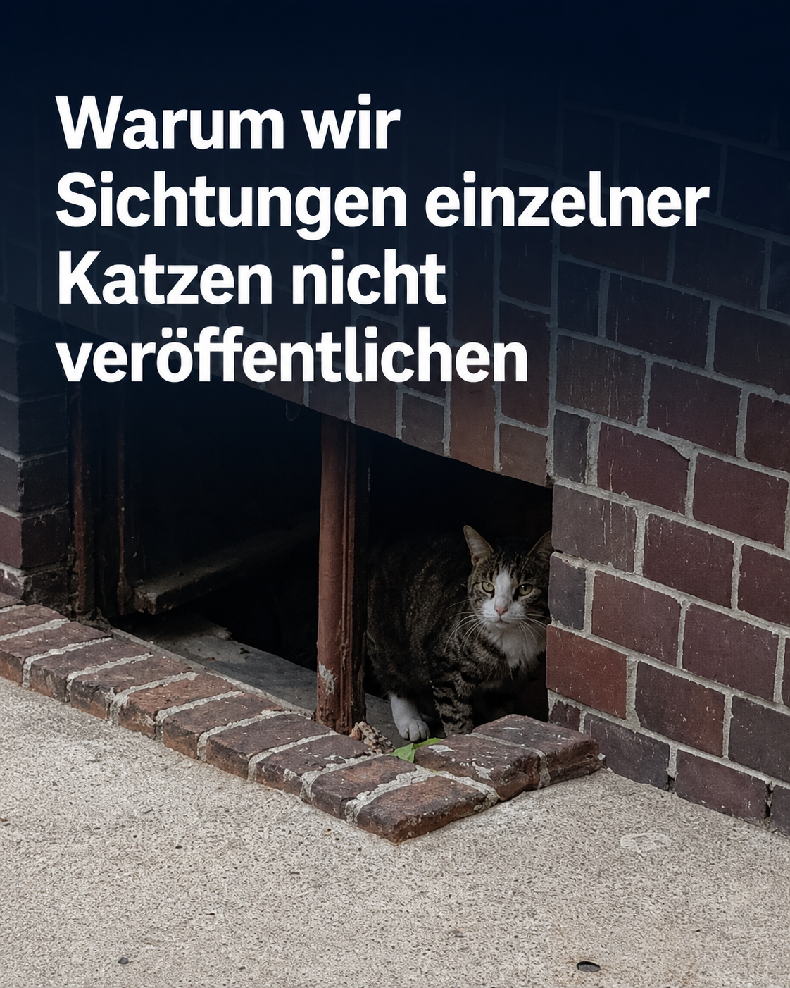 katzensichtung
