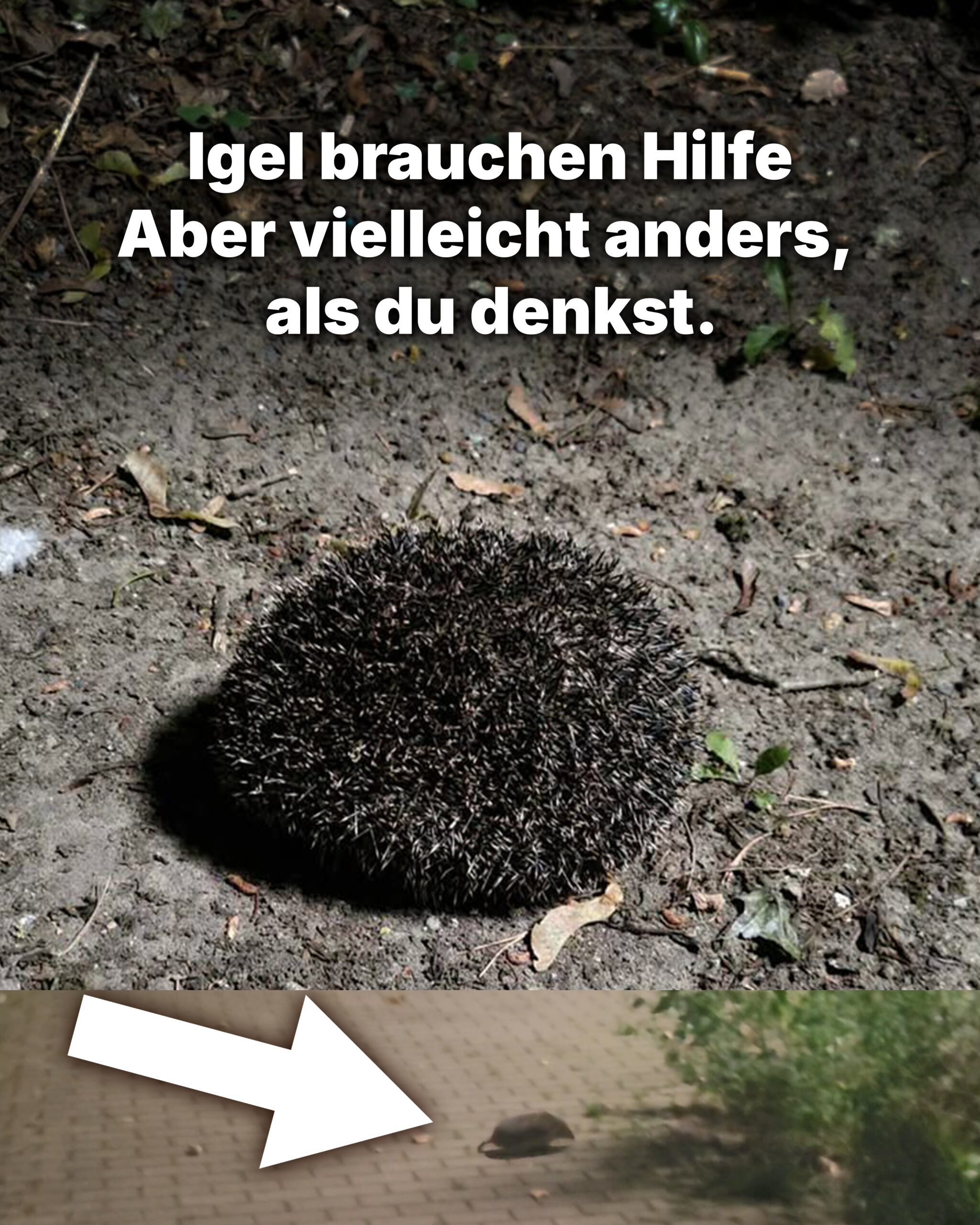 igel