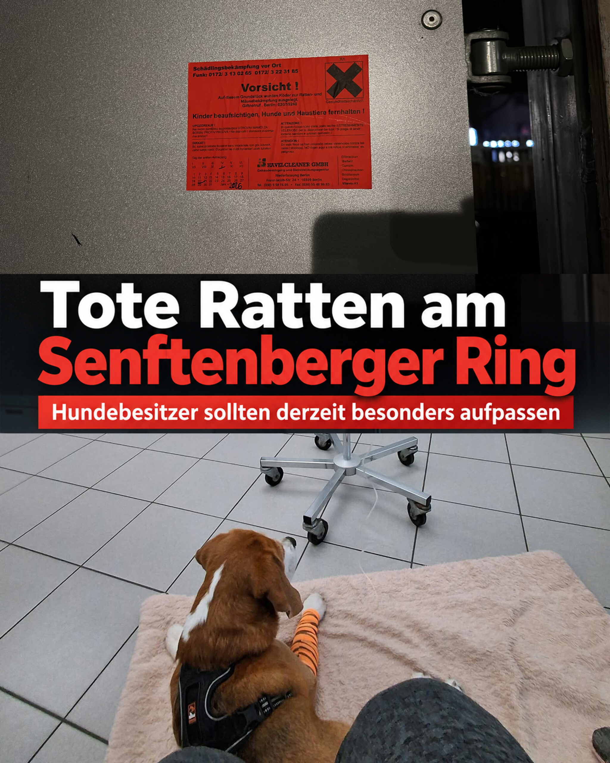 toteratrte tote ratten